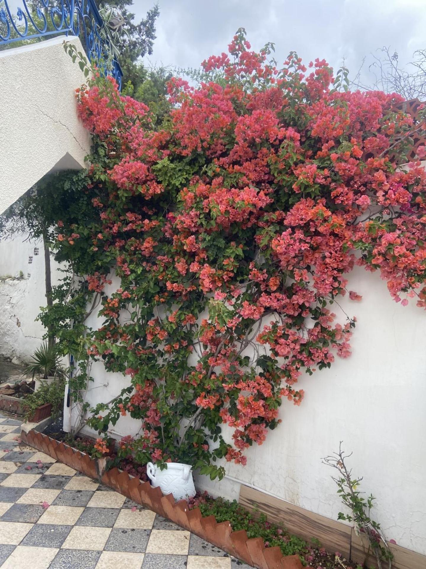 Maison A El Omrane . Tunes Exterior foto
